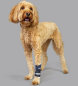 Preview: Balto Karpalgelenkbandage Hunde - Carpal Joint Brace ( Karpalbandage ) mit oder ohne Schiene tragbar